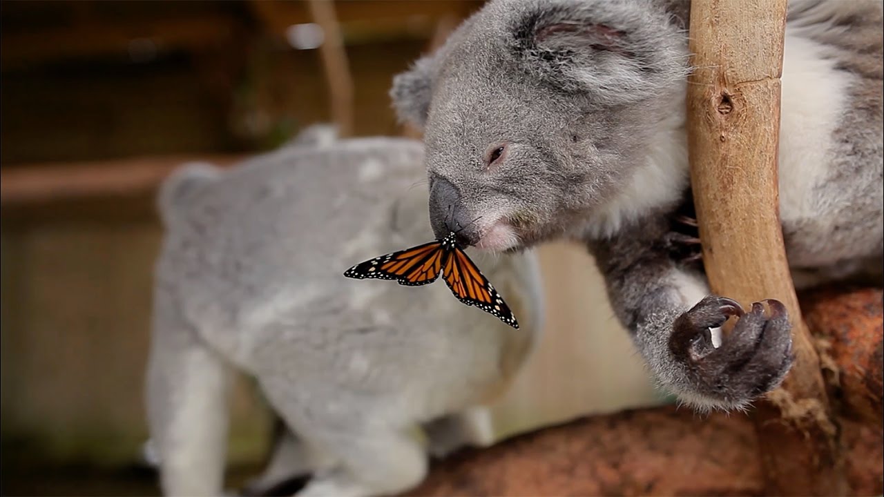 Butterfly Photobombs Koala Photoshooting