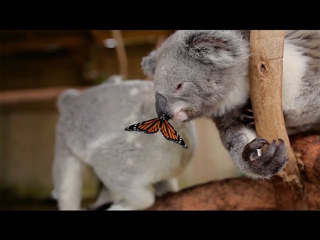 Butterfly Photobombs Koala Photoshooting -