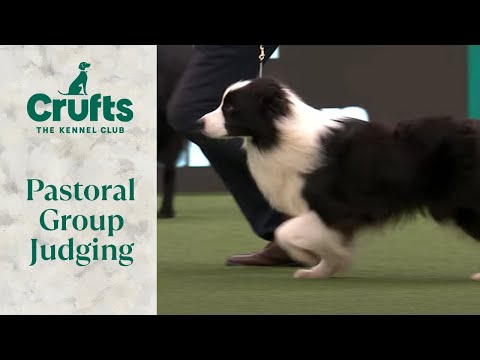 Pastoral Group Judging | Crufts 2024