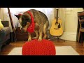 Jack the Australian Cattle Dog
