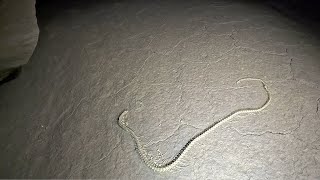 Ancient Snake Fossil Discovered 3 Miles Back In The Cave