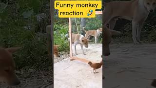 Dog Sees Himself In Mirror For First Time Hilarious Reaction