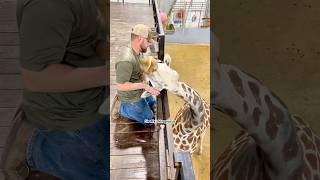 Chiropractor Adjusts Giraffe