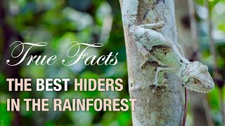 True Facts: Deception In The Rainforest