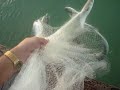 School Of Fish Makes Water Turn Black Cast Net Fishing School Of Fish Makes Water Turn Black Cast Net Fishing