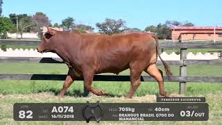 LOTE 82 - TOUROS BRANGUS - LEILÃO SÃO BIBIANO 2021