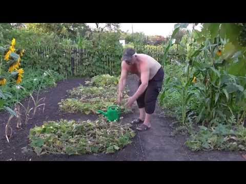 Можно ли сажать кукурузу рядом с арбузами 51