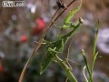 Female Praying Mantis Kills Male During Mating.mp4