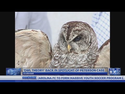 Even after court case ends, Peterson attorney wants to explore owl case Even after court case ends, Peterson attorney wants to explore owl case