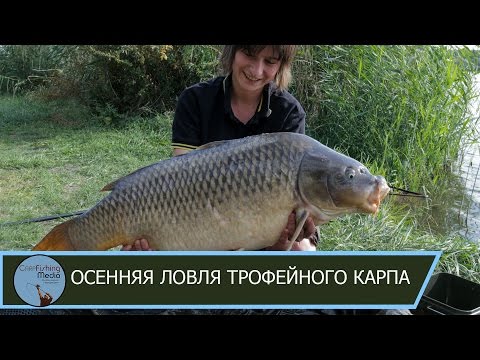 гиг. карп рыбалка гиг. карп рыбалка