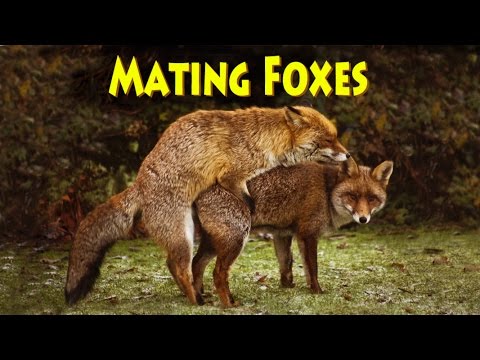 Matingfoxes Mov