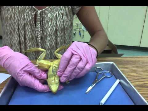 Frog Dissection (8th Grade Life Science at SHA)