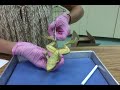 Frog Dissection (8th Grade Life Science at SHA)