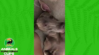Funny Smiling Dog | Animals Doing Things