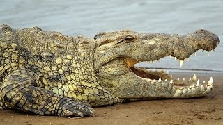Видео Крокодилы в г. Ростове-на-Дону греются на солнышке (пр. Коммунистический, 50) от Бойко Евгений Викторович (gpnrostov.ru), Коммунистический проспект, Ростов-на-Дону, Россия