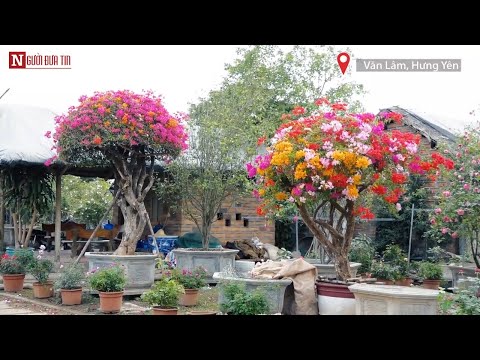 Hoa giấy ngũ sắc giá hơn 100 triệu mỗi cây