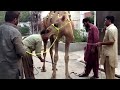 Camel Qurbani Nahar On Eid Ul Azha 2013 Hd images Camel Qurbani Nahar On Eid Ul Azha 2013 Hd