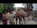 Eid ul azha qurbani