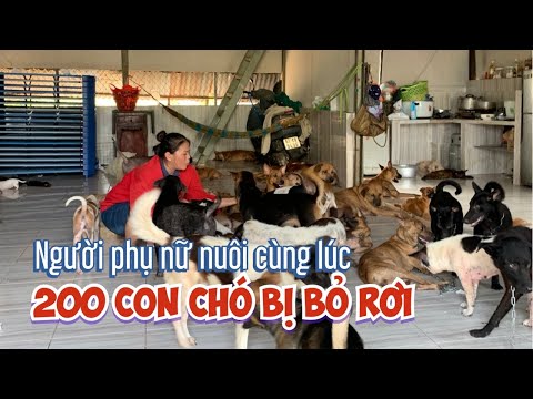 Người phụ nữ ở Châu Đốc nuôi cùng lúc 200 con chó và từng cứu hộ cả ngàn con chó bị bỏ rơi