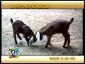 La Fattoria di Mielisa ci parla delle Capre a MIA Mondo Intorno agli Animali