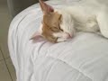 SO CUTE cat sleeping video