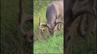 Big Buck With Hanging Velvet. 7
