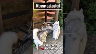 Husky Mouse Hunt No Time For Jokes