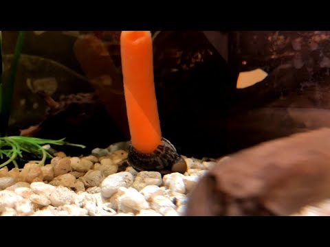 Snails Can&#039;t Get Enough of Baby Carrot || ViralHog