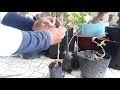 Ý tưởng uốn cây mai con có thân lắc lượn tạo dáng đẹp