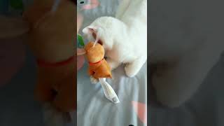 Cats are so funny you will die laughing 2092
