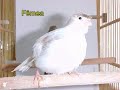 Canário belga - youtube