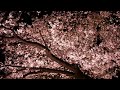 桜〜毛利庭園