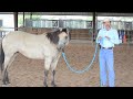 First Step To Starting Your Horse, How To Start Your Horse In A Safe and Progressive Manner