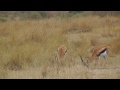 Leopard Stealthily Hunts And Kills Unsuspecting Gazelle - Amazing footage from safari