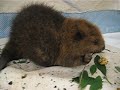 baby beavers
