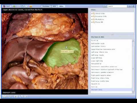 Interactive Thorax and Abdomen Human Anatomy in 3D - YouTube