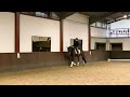 Stallion /2016/by Fürst Romancier/Rubinstein 1