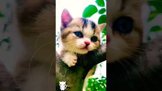 Cute Kitten,S
