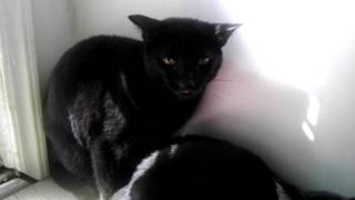 Farrell Angry Black Cat