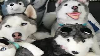 Funny dog hide and seek