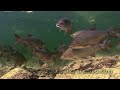 Underwater world of Ireland in HD.