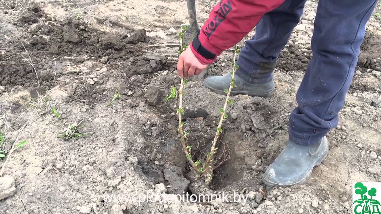 Когда сажать малину ежевику 86