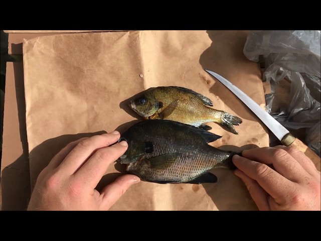 Watch How to Fillet Bluegill!! - QUICK and EASY on YouTube.