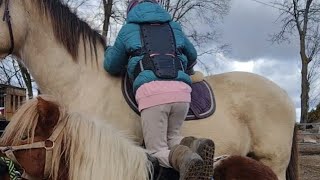 Shetland Ponies Are Useful In Many Ways