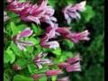 Clematis