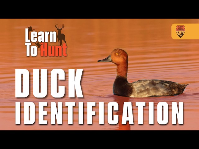 Watch EP 6: Duck Identification, ft. Paxton Smith | Learn To Hunt on YouTube.