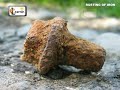 rust