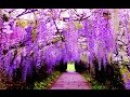 Japánban a csodálatos Ashikaga virág parkban  nyílik a lilaakác