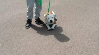 Dydog Exercice Education Chiot 4 Mois Staffordshire Bull Terrier