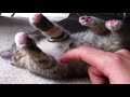 Cute kitten plays dead